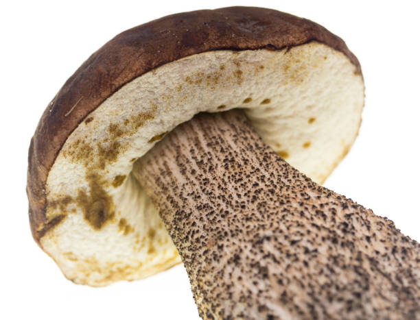 istock fresh edible mushroom on a white background 862664672