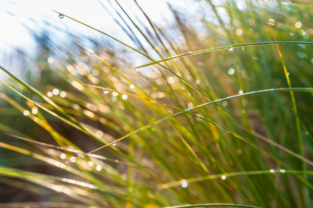 Marram grass with morning dew at the north sea Close-up of European beach grass in the north sea area, Netherlands marram grass stock pictures, royalty-free photos & images