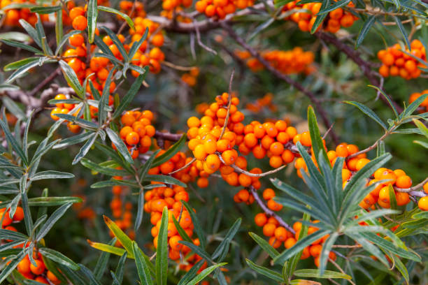 Sea buckthorn berry at the north sea stock photo