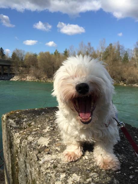 istock Small white dog smiling to the camera 862672478