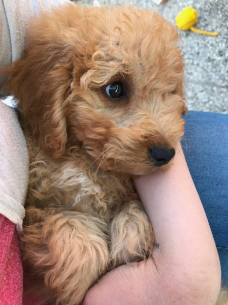 istock Small golden dog being cuddled 862672482