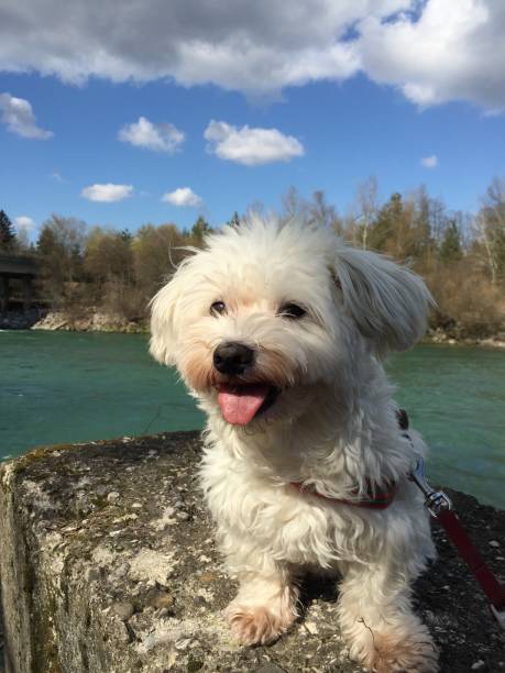 istock Small white dog smiling to the camera 862672536