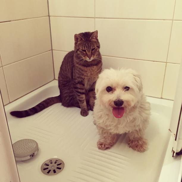 istock A dog and a cat sitting in the shower 862672538