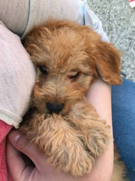 istock Small golden dog being cuddled 862672586