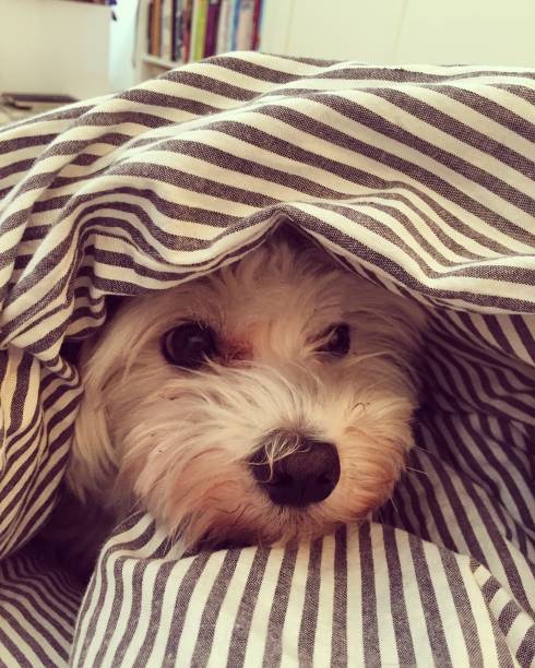 istock Small white dog lying in the bed 862672616