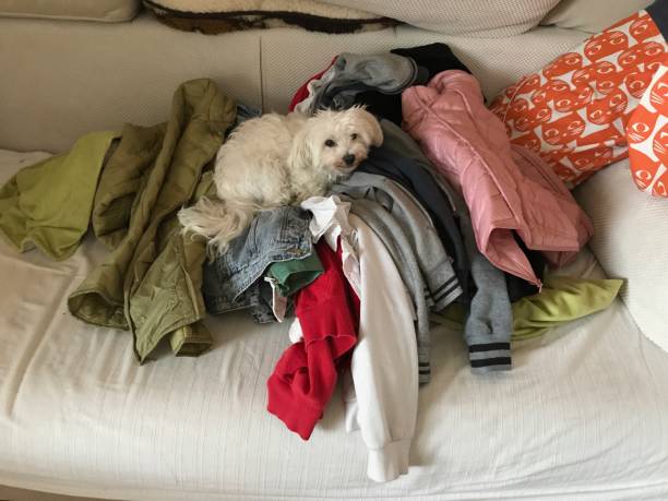 istock Small white dog lying on a pile of clothes 862672630