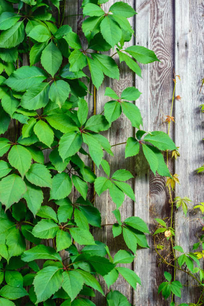 istock Leaves on wooden background. 862687254