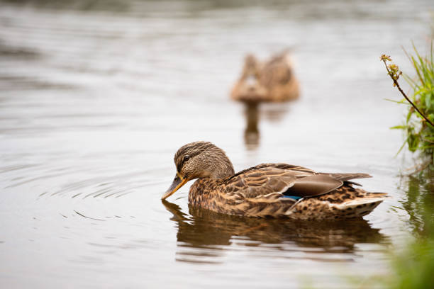 istock Two ducks in a pond in nature. 862687812