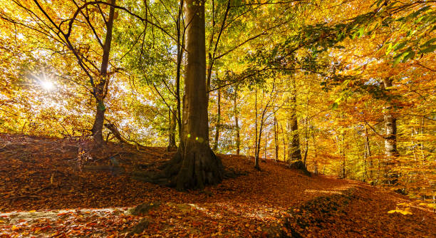 istock The sun shines in the forest 862687870