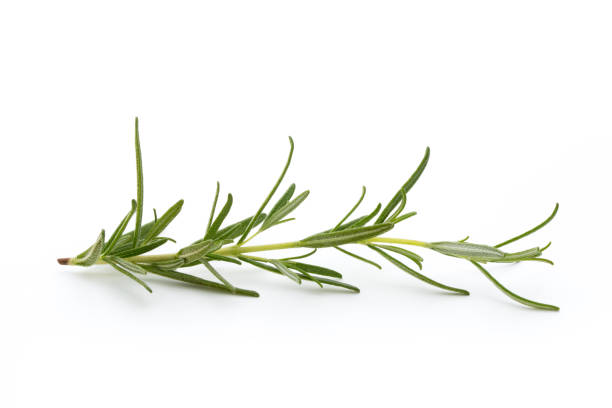 istock Rosemary isolated on white background, Top view. 862689074