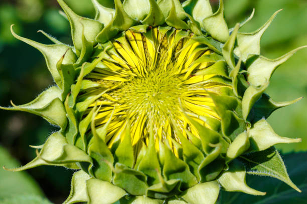 istock Close up on sunflower bud 862689470