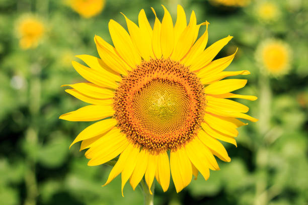 istock Beautiful landscape with sunflower field 862689580