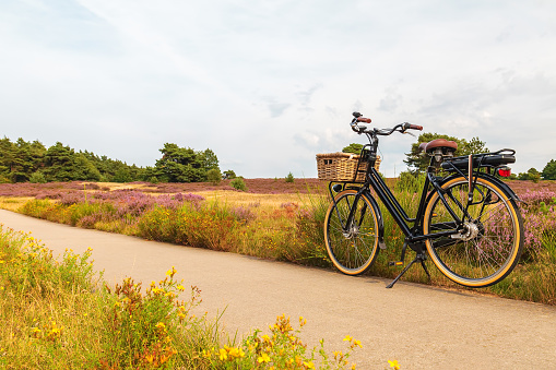 Electric black cargo bicycle with basket in Dutch national park The Veluwe with blooming heathland, The Netherlands