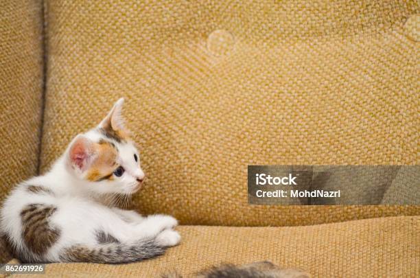 Urban And City Environment Concept Stray Cat And Street Cat Concept Stock Photo - Download Image Now