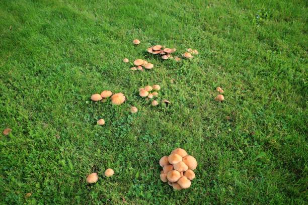 istock Yellow mushrooms in lawn 862693828