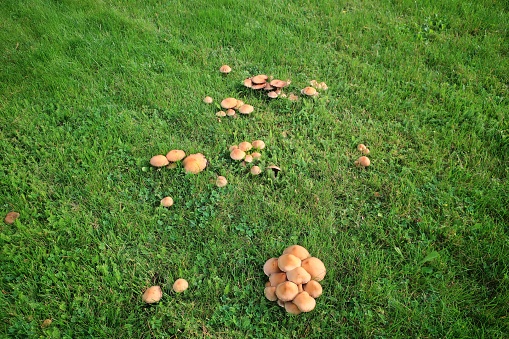 Yellow mushrooms in the lawn.