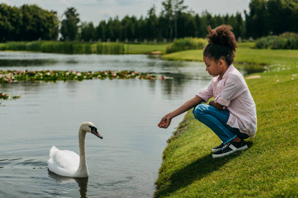 istock kid feeding swan in park 862693998