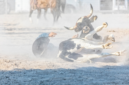 Cowboy releases a steer after taking him down in a steer wrestling competition at a rodeo