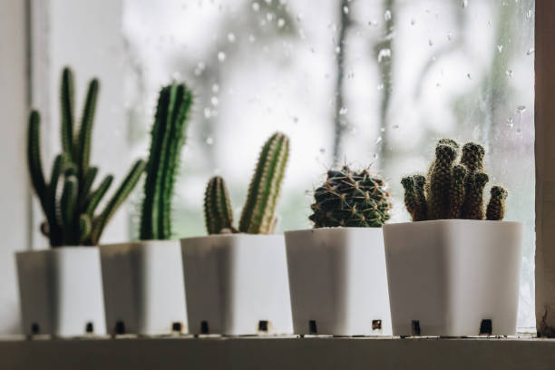 istock Row of Cactus in a small white pots by the window when the rain is falling 862699078
