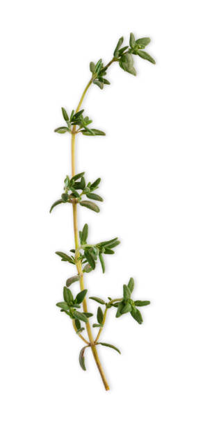 istock Rosemary herb closeup isolated on white background 862700284
