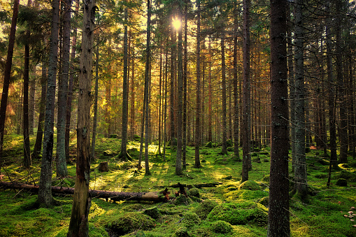 Cozy mossy green forest with warm back-light in the sunset.
