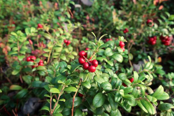 istock Lingonberry, cowberry 862707088