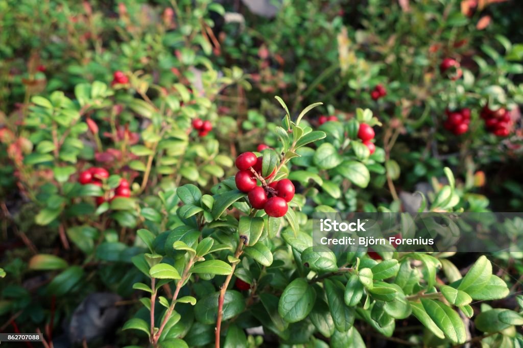 Lingonberry, cowberry Beauty Stock Photo