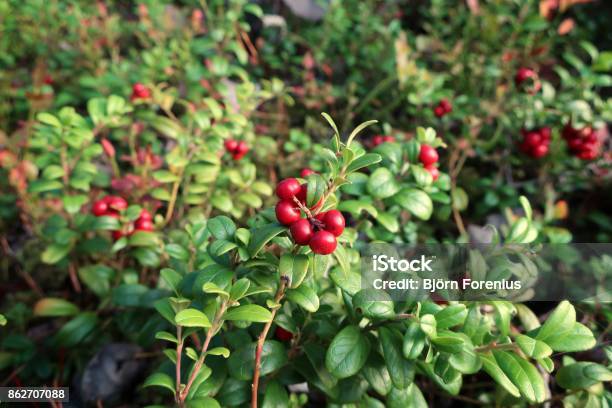 Lingonberry Cowberry Stock Photo - Download Image Now - Beauty, Berry, Blueberry