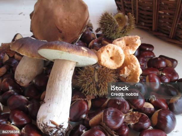 Picking In The Forest Mushrooms And Chestnuts Stock Photo - Download Image Now - Autumn, Chestnut - Food, Cooking