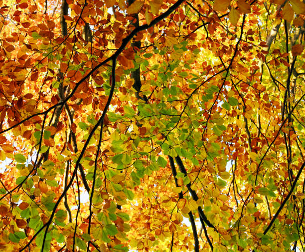 istock Fall background yellowing foliage of autumn trees in woods 862709232