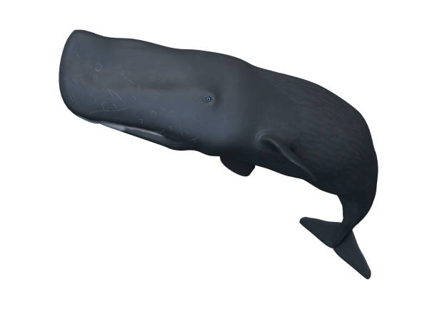 istock 3D rendering sperm whale or cachalot on white 862711826