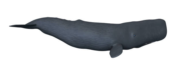 istock 3D rendering sperm whale or cachalot on white 862711834