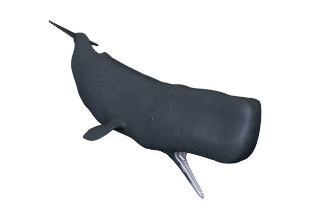 istock 3D rendering sperm whale or cachalot on white 862711844