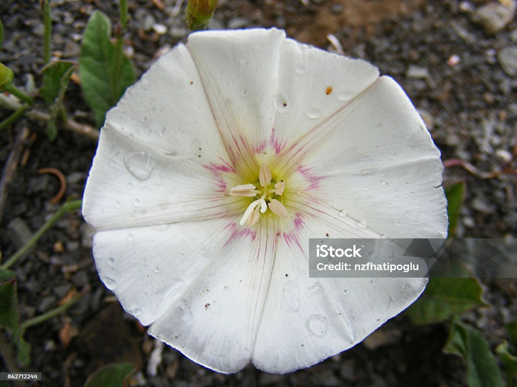 the flowers of the white ivy plant, the most natural white ivy flowers, Agriculture Stock Photo