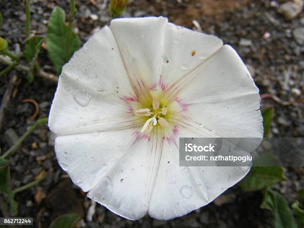 The Flowers Of The White Ivy Plant The Most Natural White Ivy Flowers Stock Photo - Download Image Now