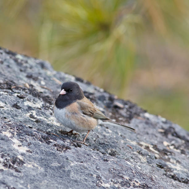 istock Dark-eyed Junco on a rock 862716378