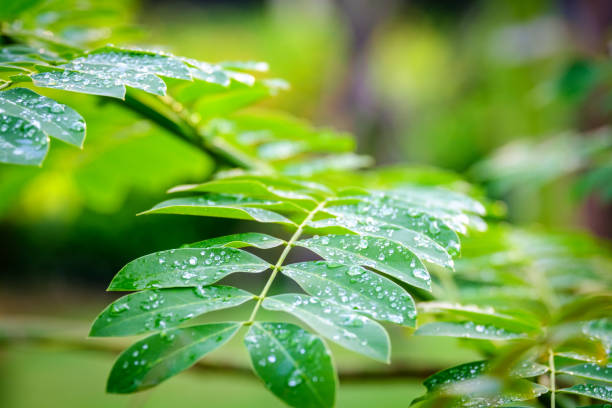 istock Dew droplets on green leaves 862717422