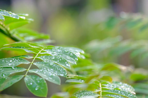 istock Dew droplets on green leaves 862717472