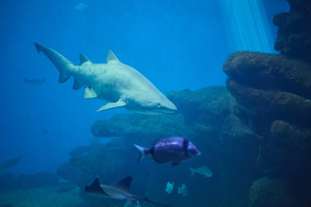 istock Shark on the background of coral reef and small fish. 862717714