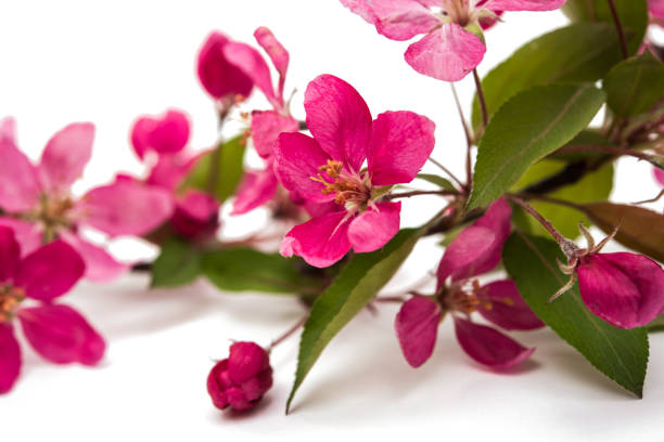istock Pink flowers of apple-tree isolated 862720560