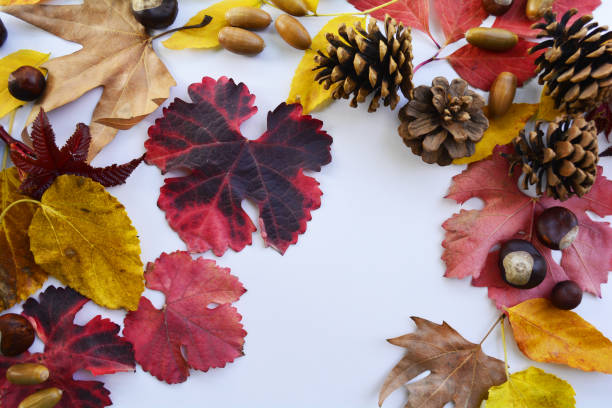 istock colors of autumn 862728590