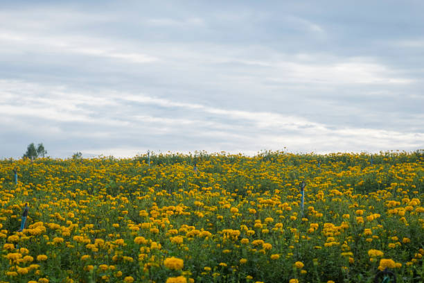 istock marigold flower or calendula flower in garden 862728966