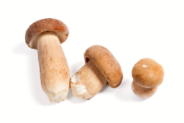istock Several porcini mushrooms known as boletus edulis isolated on white 862729080