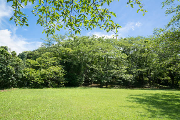 istock Afternoon in the park 862729214