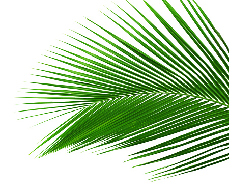 Green palm tree leaf isolated on white background