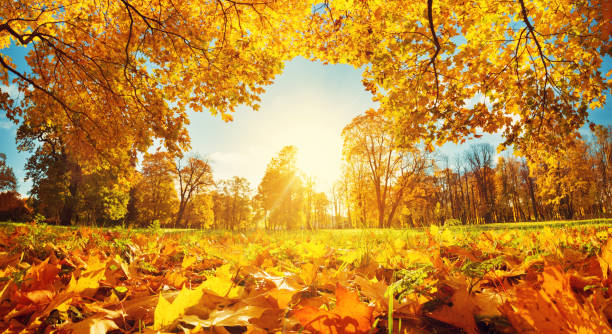 istock trees on the field in autumn 862733252