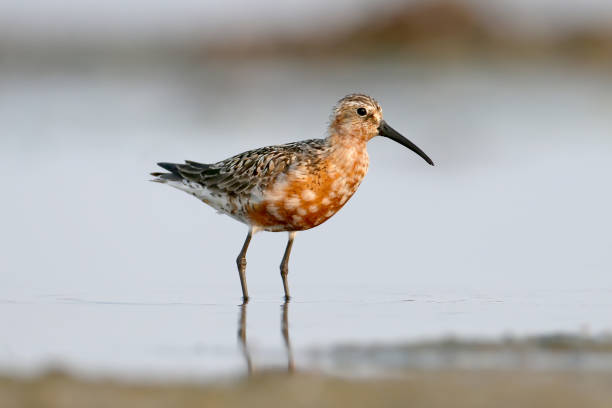 istock The curlew sandpiper (Calidris ferruginea) stand on the water 862735802