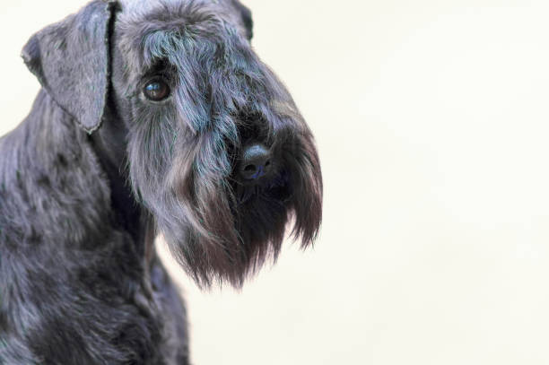 dog of terrier Close-up Terrier Standing in the rack. Space under the text. 2018 year of the dog in the eastern calendar Concept: parodist dogs, dog friend of man, true friends, rescuers. cesky terrier stock pictures, royalty-free photos & images