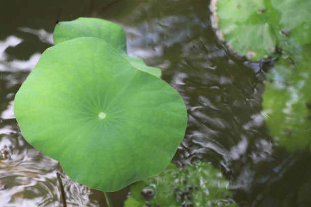 istock Lotus leaves in the water 862755776