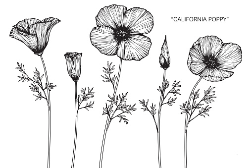 Hand drawing and sketch California poppy flower. Black and white with line art illustration.